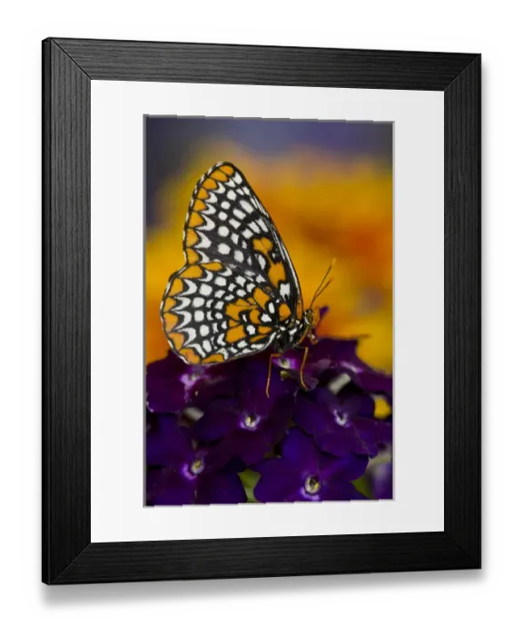 Framed Print : Baltimore Checkered Spot Butterfly Framed Print : Baltimore Checkered Spot Butterfly