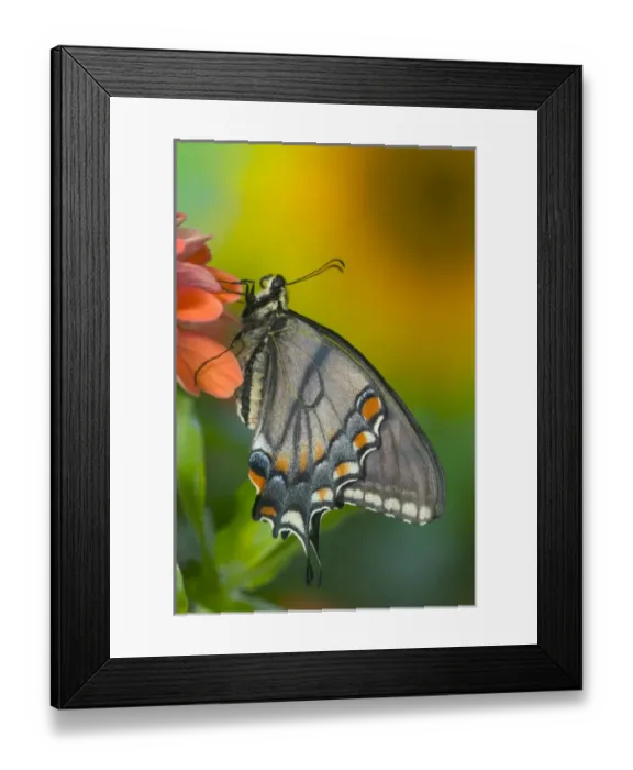 Framed Print : Black form of Eastern Tiger Swallowtail Butterfly, Papilio glaucus Framed Print : Black form of Eastern Tiger Swallowtail Butterfly, Papilio glaucus