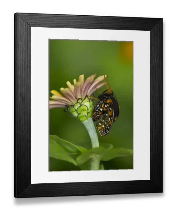 Framed Print : Baltimore Checkered Spot Butterfly hatching out and expanding its wings Framed Print : Baltimore Checkered Spot Butterfly hatching out and expanding its wings