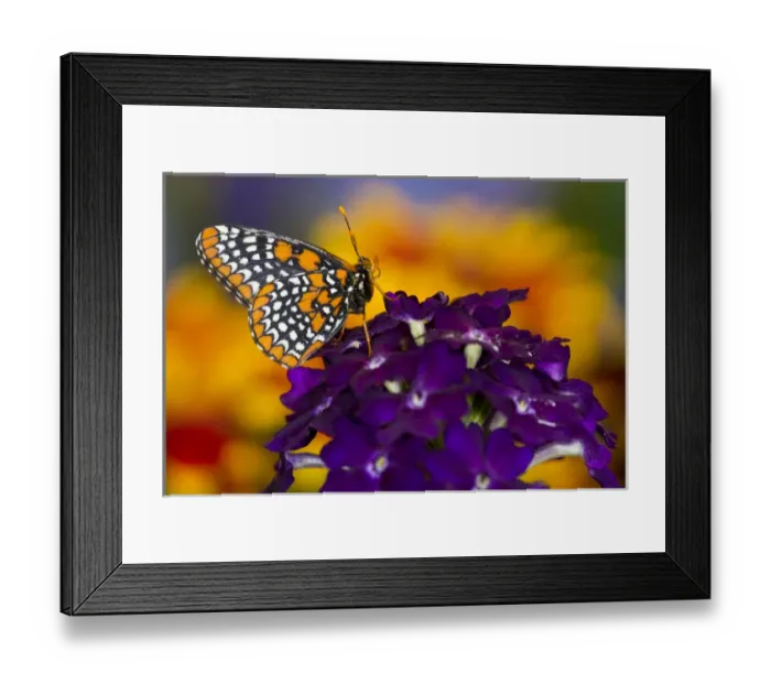 Framed Print : Baltimore Checkered Spot Butterfly Framed Print : Baltimore Checkered Spot Butterfly
