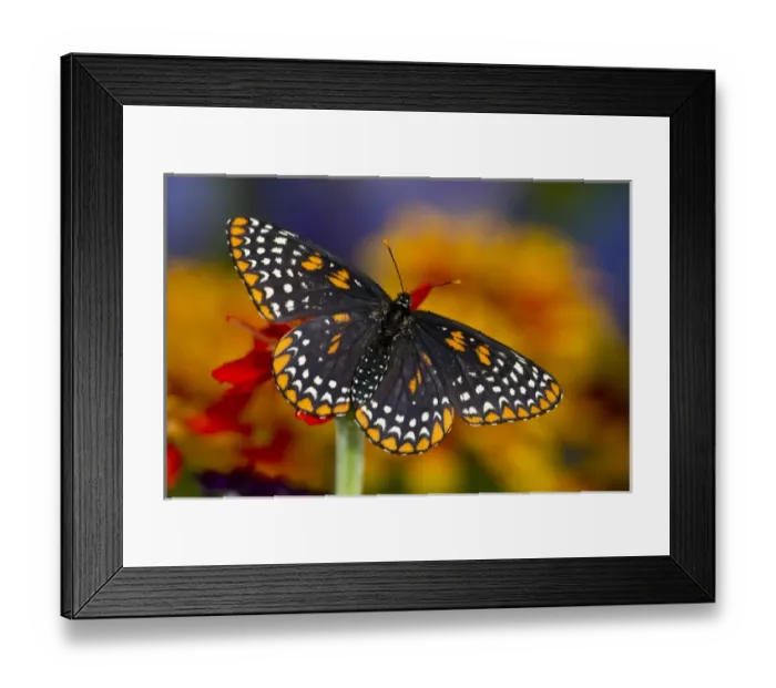 Framed Print : Baltimore Checkered Spot Butterfly Framed Print : Baltimore Checkered Spot Butterfly