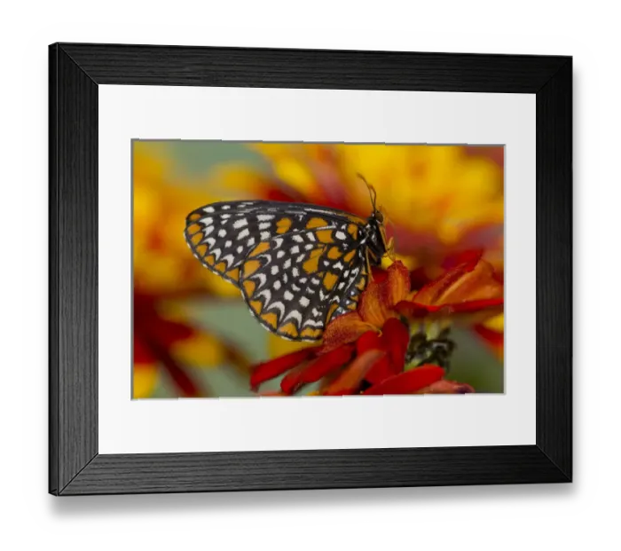 Framed Print : Baltimore Checkered Spot Butterfly Framed Print : Baltimore Checkered Spot Butterfly