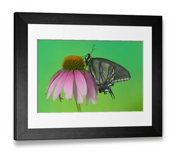 Framed Print : Black form of Eastern Tiger Swallowtail Butterfly, Papilio glaucus Framed Print : Black form of Eastern Tiger Swallowtail Butterfly, Papilio glaucus