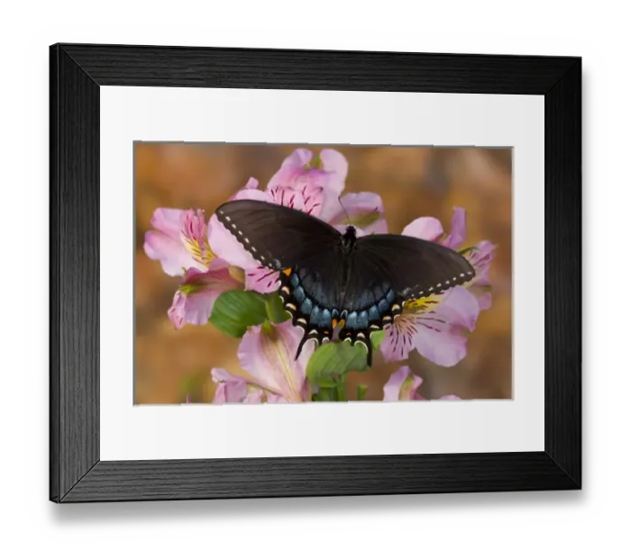 Framed Print : Black form of Eastern Tiger Swallowtail Butterfly, Papilio glaucus Framed Print : Black form of Eastern Tiger Swallowtail Butterfly, Papilio glaucus