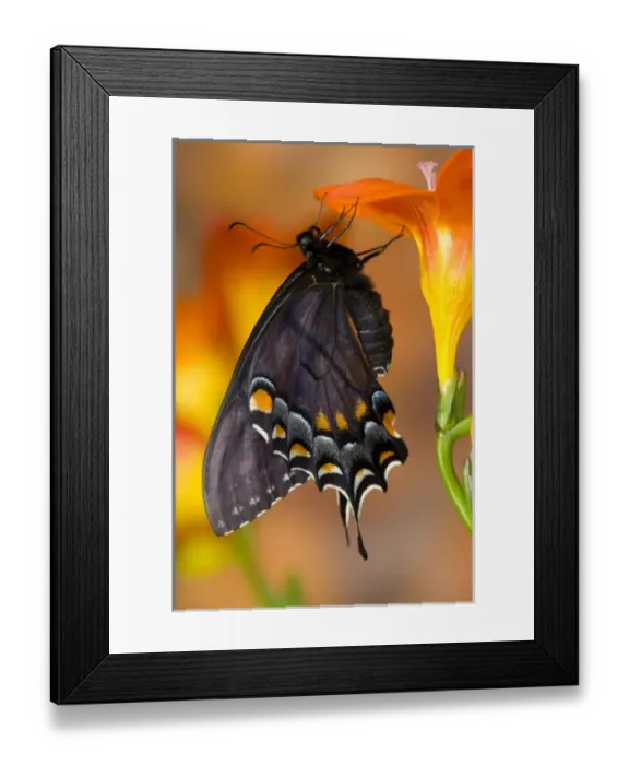 Framed Print : Black form of Eastern Tiger Swallowtail Butterfly, Papilio glaucus Framed Print : Black form of Eastern Tiger Swallowtail Butterfly, Papilio glaucus