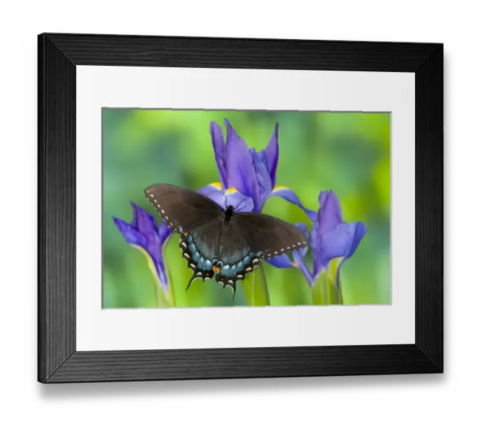 Framed Print : Black form of Eastern Tiger Swallowtail Butterfly, Papilio glaucus