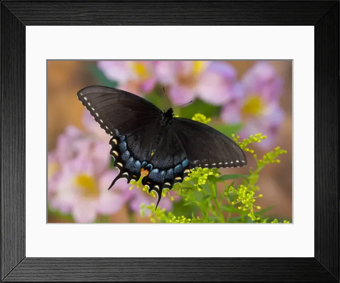Framed Print : Black form of Eastern Tiger Swallowtail Butterfly, Papilio glaucus Framed Print : Black form of Eastern Tiger Swallowtail Butterfly, Papilio glaucus