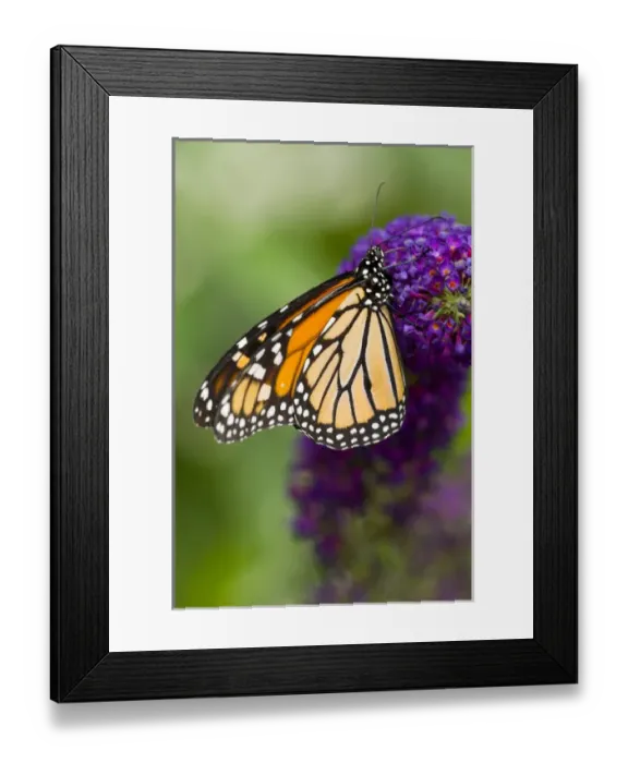 Framed Print : Monarch Butterfly, Danaus plexippus Framed Print : Monarch Butterfly, Danaus plexippus