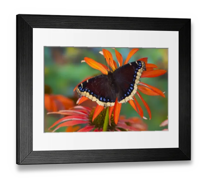 Framed Print : Mourning Cloak Butterfly, Nymphalis vaualbum Framed Print : Mourning Cloak Butterfly, Nymphalis vaualbum