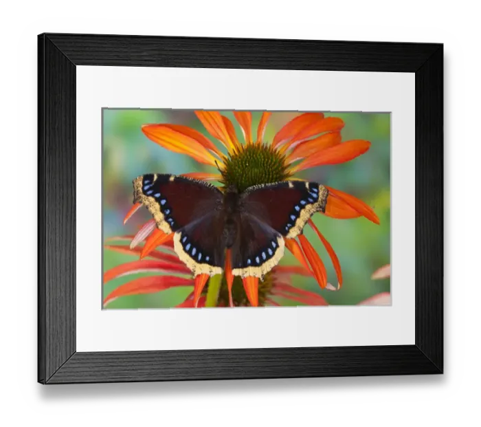 Framed Print : Mourning Cloak Butterfly, Nymphalis vaualbum