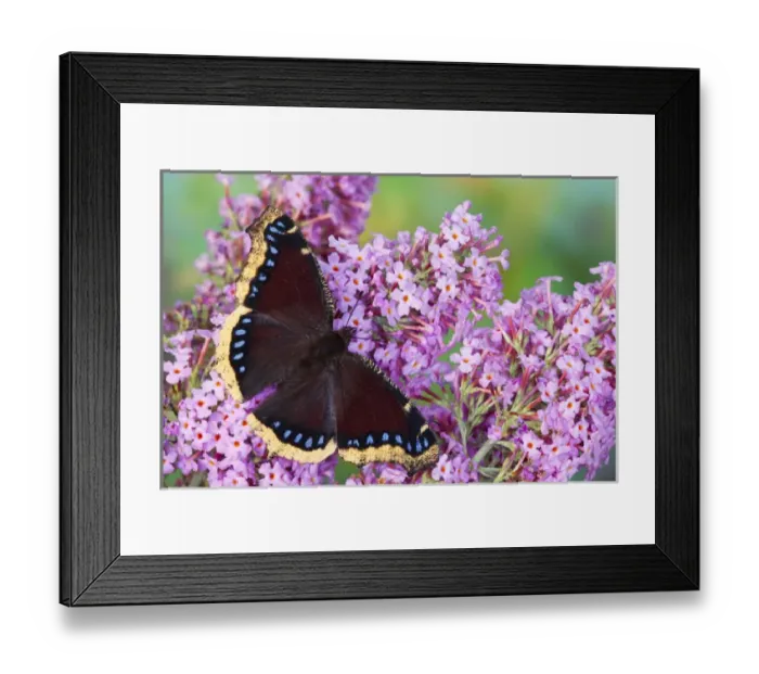 Framed Print : Mourning Cloak Butterfly, Nymphalis vaualbum