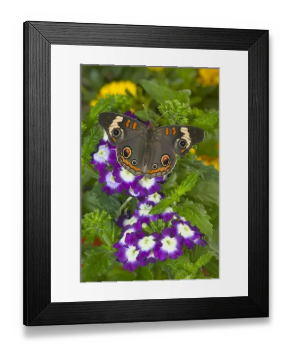 Framed Print : Buckeye Butterfly