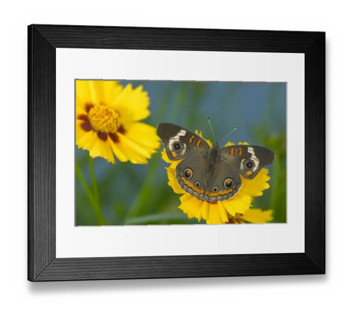 Framed Print : Buckeye Butterfly