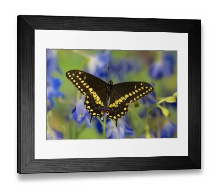Framed Print : Black Swallowtail Butterfly, Papilio polyxenes Framed Print : Black Swallowtail Butterfly, Papilio polyxenes