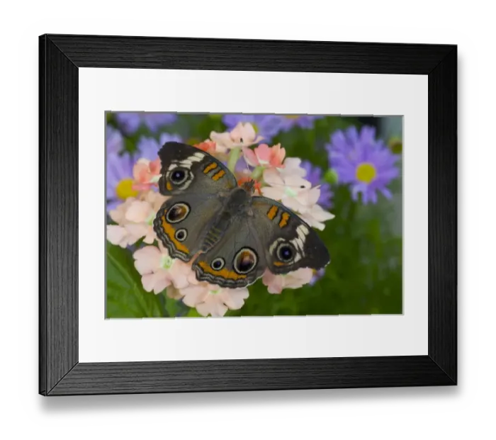 Framed Print : Butckeye, Spots, Circles, Eyes, Orange, Junonia coenia, Butterfly, Insect, Winged Framed Print : Butckeye, Spots, Circles, Eyes, Orange, Junonia coenia, Butterfly, Insect, Winged