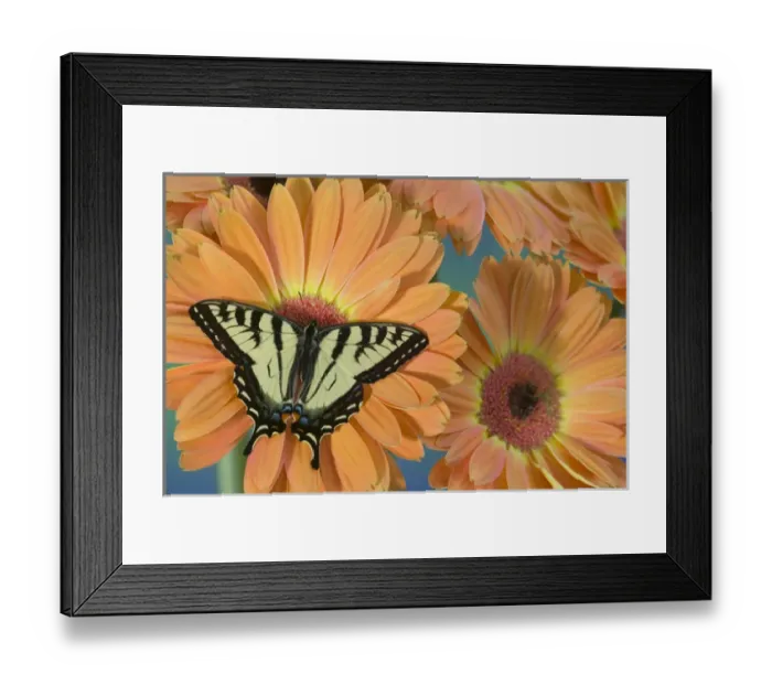 Framed Print : Canadian Tiger Swallowtail Butterfly, Papilio canadensis