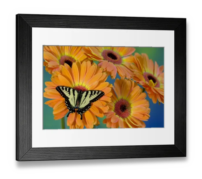 Framed Print : Canadian Tiger Swallowtail Butterfly, Papilio canadensis Framed Print : Canadian Tiger Swallowtail Butterfly, Papilio canadensis