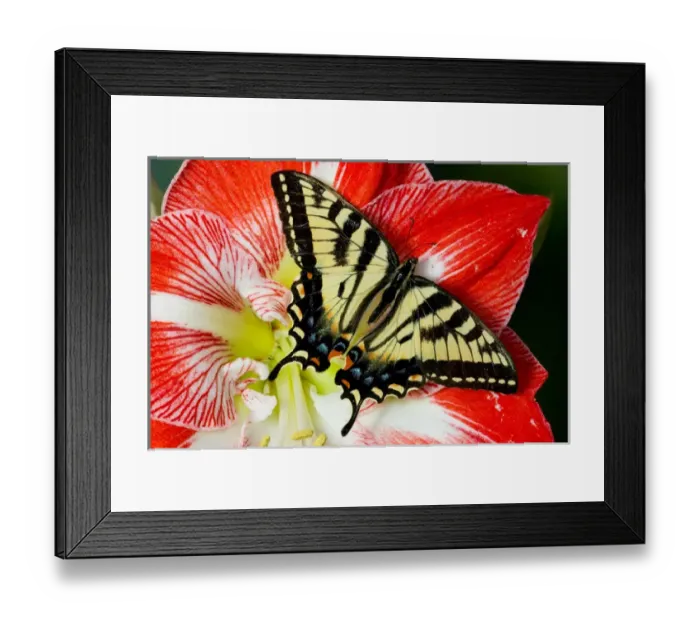 Framed Print : Canadian Tiger Swallowtail Butterfly, Papilio canadensis Framed Print : Canadian Tiger Swallowtail Butterfly, Papilio canadensis