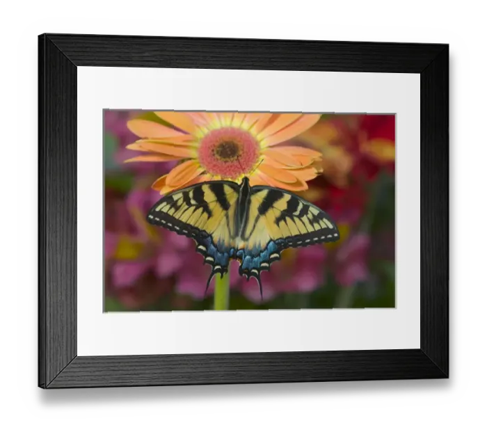 Framed Print : Eastern Tiger Swallowtail Butterfly, Papilio glaucus Framed Print : Eastern Tiger Swallowtail Butterfly, Papilio glaucus