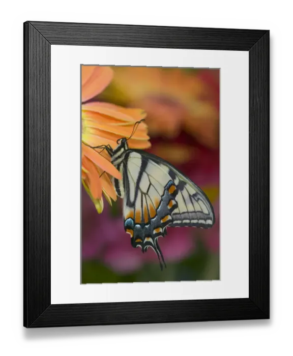 Framed Print : Eastern Tiger Swallowtail Butterfly, Papilio glaucus Framed Print : Eastern Tiger Swallowtail Butterfly, Papilio glaucus