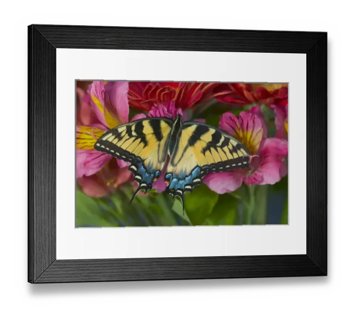 Framed Print : Eastern Tiger Swallowtail Butterfly, Papilio glaucus