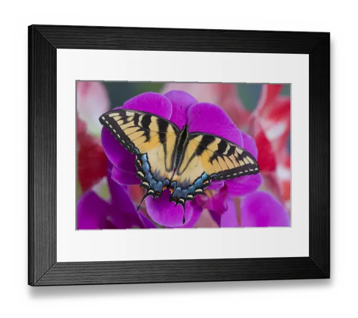 Framed Print : Eastern Tiger Swallowtail Butterfly, Papilio glaucus Framed Print : Eastern Tiger Swallowtail Butterfly, Papilio glaucus