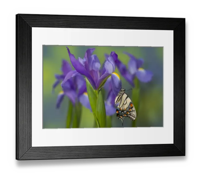 Framed Print : Eastern Tiger Swallowtail Butterfly, Papilio glaucus Framed Print : Eastern Tiger Swallowtail Butterfly, Papilio glaucus