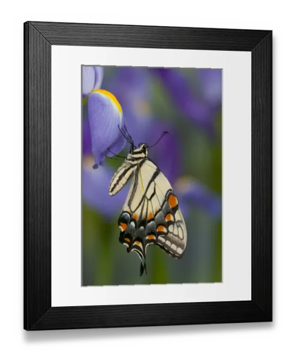 Framed Print : Eastern Tiger Swallowtail Butterfly, Papilio glaucus Framed Print : Eastern Tiger Swallowtail Butterfly, Papilio glaucus