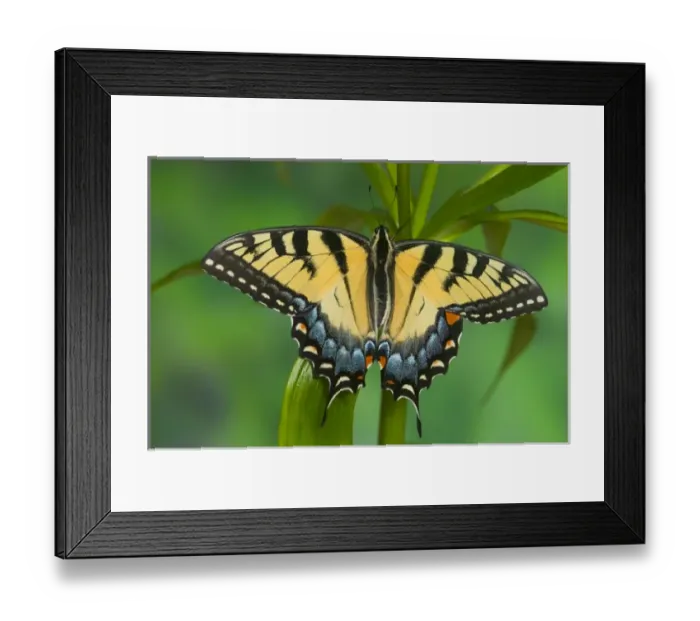 Framed Print : Eastern Tiger Swallowtail Butterfly, Papilio glaucus Framed Print : Eastern Tiger Swallowtail Butterfly, Papilio glaucus