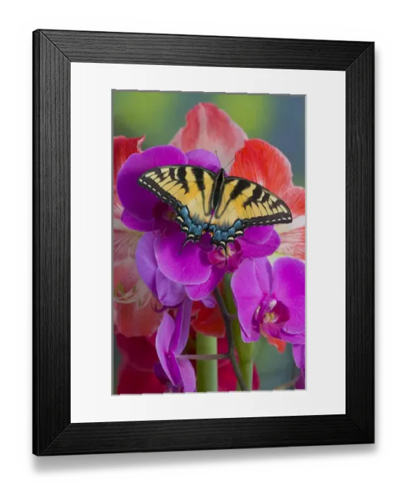 Framed Print : Eastern Tiger Swallowtail Butterfly, Papilio glaucus Framed Print : Eastern Tiger Swallowtail Butterfly, Papilio glaucus