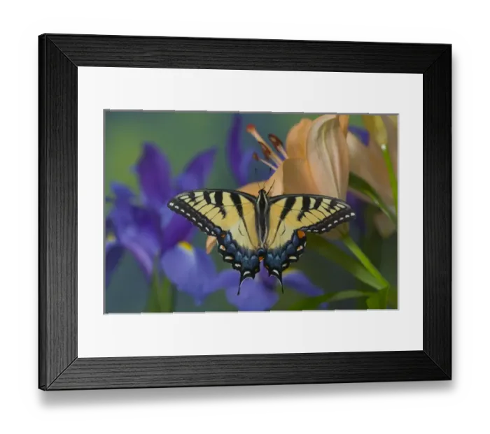 Framed Print : Eastern Tiger Swallowtail Butterfly, Papilio glaucus Framed Print : Eastern Tiger Swallowtail Butterfly, Papilio glaucus