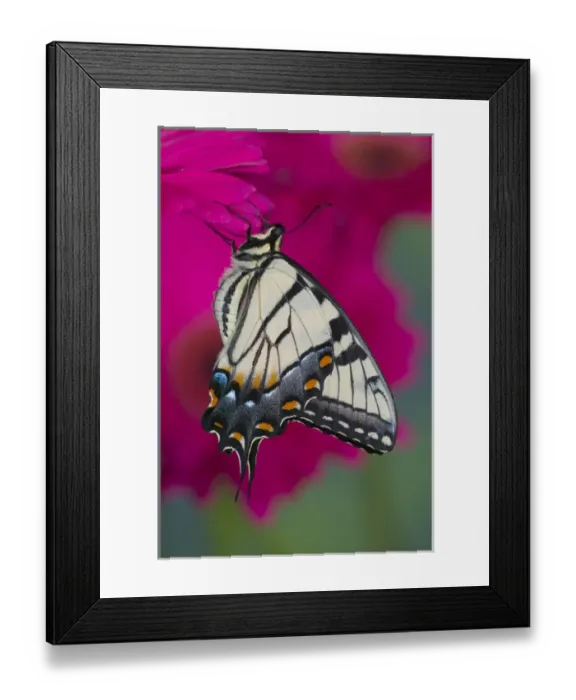 Framed Print : Eastern Tiger Swallowtail Butterfly, Papilio glaucus Framed Print : Eastern Tiger Swallowtail Butterfly, Papilio glaucus