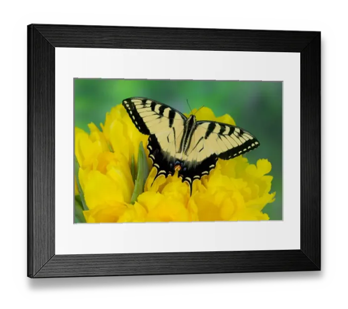 Framed Print : Eastern Tiger Swallowtail Butterfly, Papilio glaucus Framed Print : Eastern Tiger Swallowtail Butterfly, Papilio glaucus