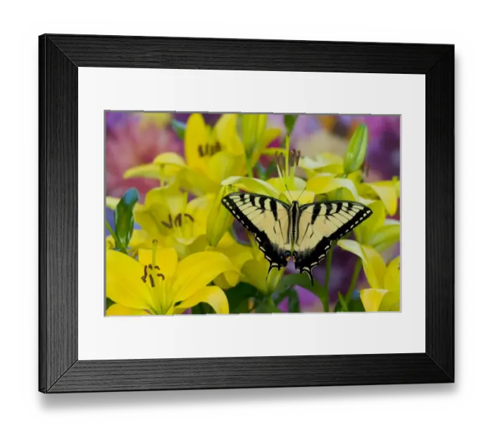 Framed Print : Eastern Tiger Swallowtail Butterfly, Papilio glaucus Framed Print : Eastern Tiger Swallowtail Butterfly, Papilio glaucus