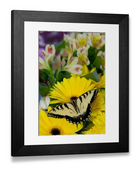 Framed Print : Eastern Tiger Swallowtail Butterfly, Papilio glaucus