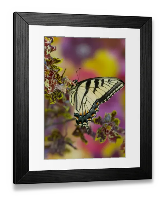 Framed Print : Eastern Tiger Swallowtail Butterfly, Papilio glaucus Framed Print : Eastern Tiger Swallowtail Butterfly, Papilio glaucus