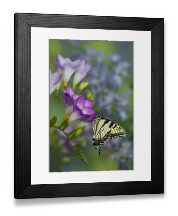 Framed Print : Eastern Tiger Swallowtail Butterfly, Papilio glaucus Framed Print : Eastern Tiger Swallowtail Butterfly, Papilio glaucus