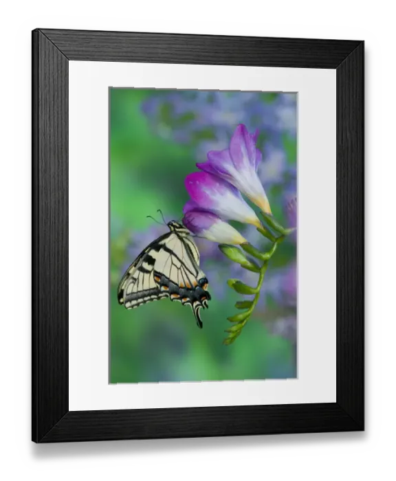 Framed Print : Eastern Tiger Swallowtail Butterfly, Papilio glaucus Framed Print : Eastern Tiger Swallowtail Butterfly, Papilio glaucus