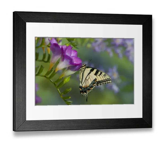 Framed Print : Eastern Tiger Swallowtail Butterfly, Papilio glaucus Framed Print : Eastern Tiger Swallowtail Butterfly, Papilio glaucus