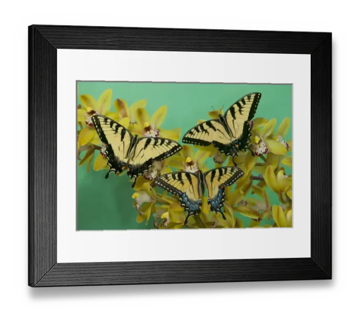 Framed Print : Eastern Tiger Swallowtail Butterfly, Papilio glaucus Framed Print : Eastern Tiger Swallowtail Butterfly, Papilio glaucus