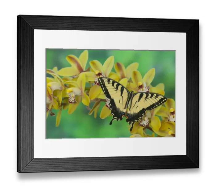Framed Print : Eastern Tiger Swallowtail Butterfly, Papilio glaucus Framed Print : Eastern Tiger Swallowtail Butterfly, Papilio glaucus