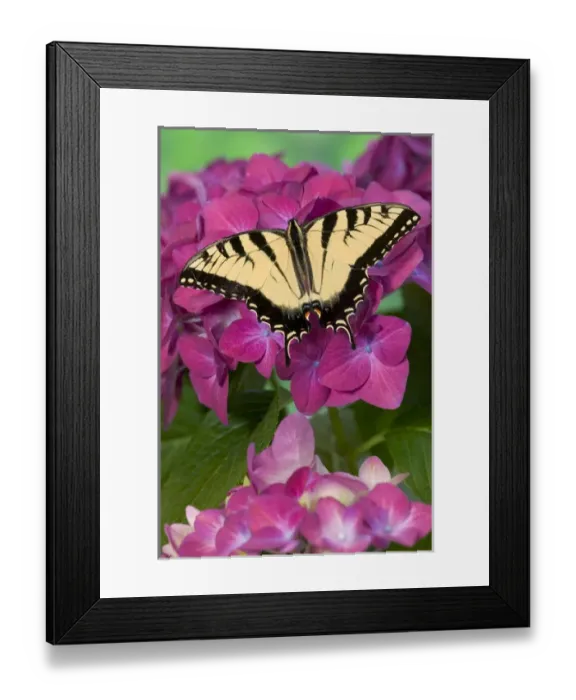 Framed Print : Eastern Tiger Swallowtail Butterfly, Papilio glaucus