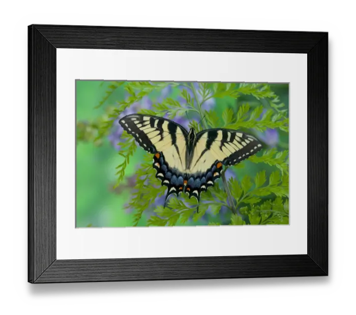 Framed Print : Eastern Tiger Swallowtail Butterfly, Papilio glaucus Framed Print : Eastern Tiger Swallowtail Butterfly, Papilio glaucus