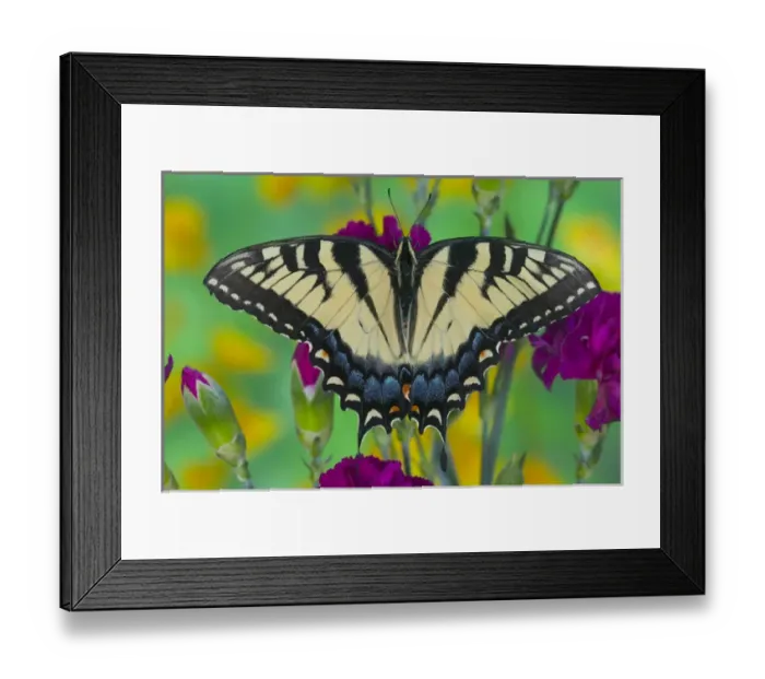 Framed Print : Eastern Tiger Swallowtail Butterfly, Papilio glaucus Framed Print : Eastern Tiger Swallowtail Butterfly, Papilio glaucus