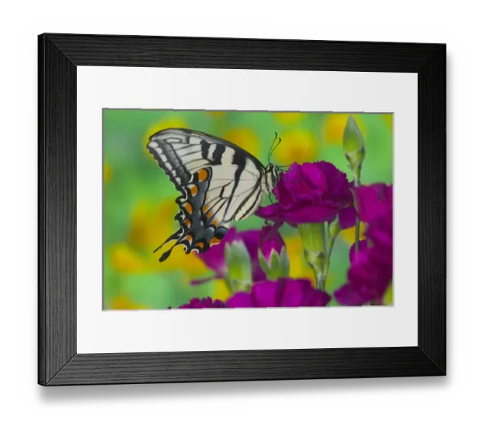 Framed Print : Eastern Tiger Swallowtail Butterfly, Papilio glaucus Framed Print : Eastern Tiger Swallowtail Butterfly, Papilio glaucus