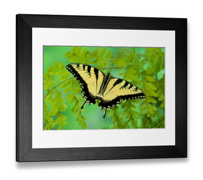 Framed Print : Eastern Tiger Swallowtail Butterfly, Papilio glaucus Framed Print : Eastern Tiger Swallowtail Butterfly, Papilio glaucus