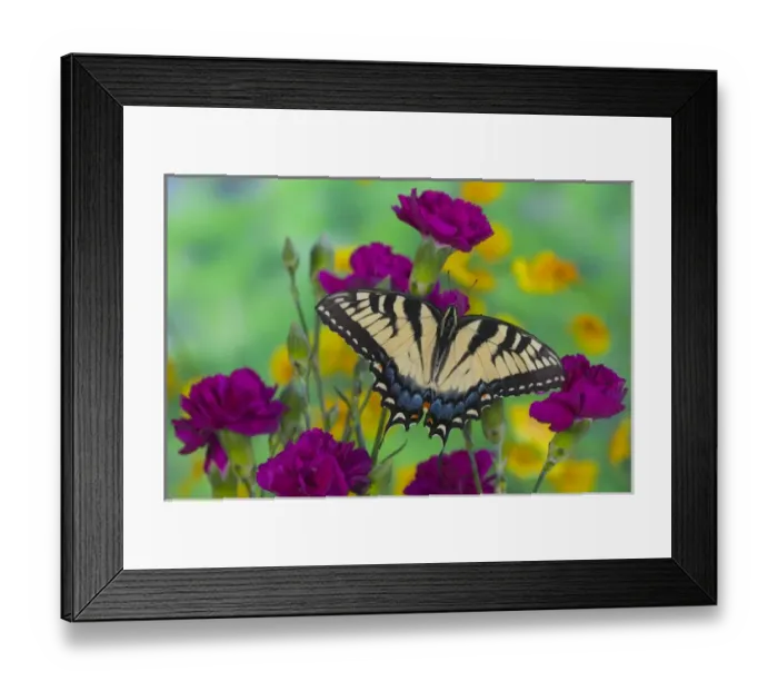 Framed Print : Eastern Tiger Swallowtail Butterfly, Papilio glaucus Framed Print : Eastern Tiger Swallowtail Butterfly, Papilio glaucus