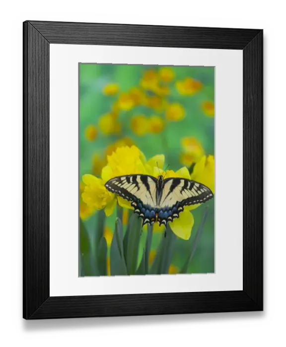 Framed Print : Eastern Tiger Swallowtail Butterfly, Papilio glaucus Framed Print : Eastern Tiger Swallowtail Butterfly, Papilio glaucus