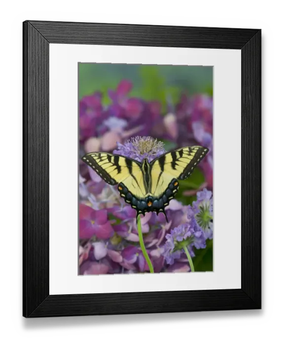Framed Print : Eastern Tiger Swallowtail Butterfly, Papilio glaucus
