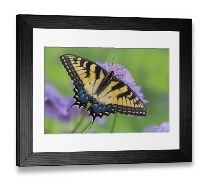 Framed Print : Eastern Tiger Swallowtail Butterfly, Papilio glaucus Framed Print : Eastern Tiger Swallowtail Butterfly, Papilio glaucus